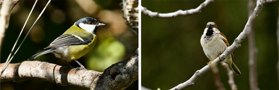 Las variaciones del cambio climático que influyen en la interacción entre aves y parásitos dependen de la latitud